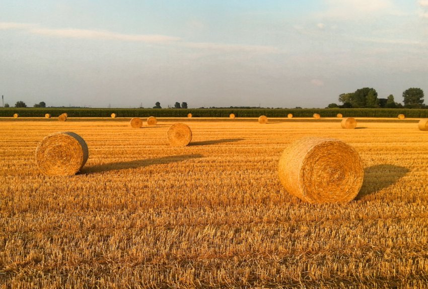 Держава заохочує селян підвищувати обсяги сільськогосподарського виробництва Держава заохочує селян підвищувати обсяги сільськогосподарського виробництва
