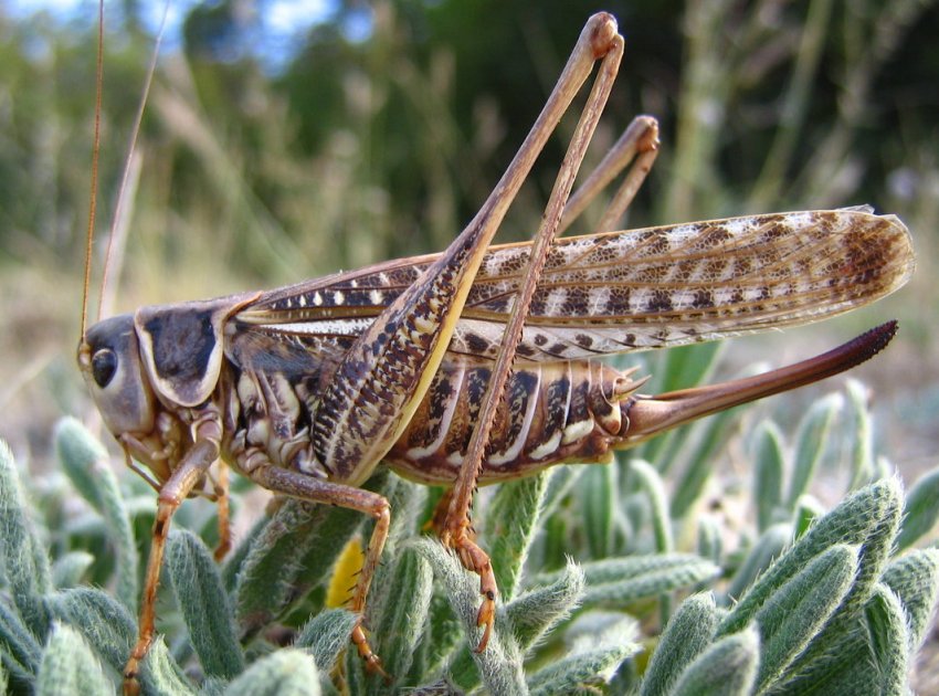 Південні регіони Росії долає сарана Південні регіони Росії долає сарана