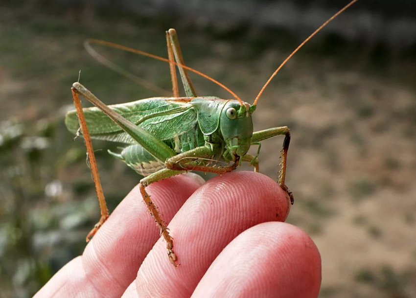 Південні регіони Росії долає сарана Південні регіони Росії долає сарана