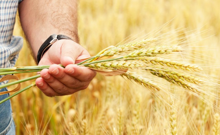 Глава татарстанського Мінсільгоспу підвів підсумки сенокосной кампанії Глава татарстанського Мінсільгоспу підвів підсумки сенокосной кампанії