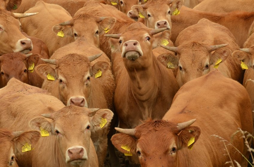 Підмосковні кози, корови і кури готуються до престижного конкурсу