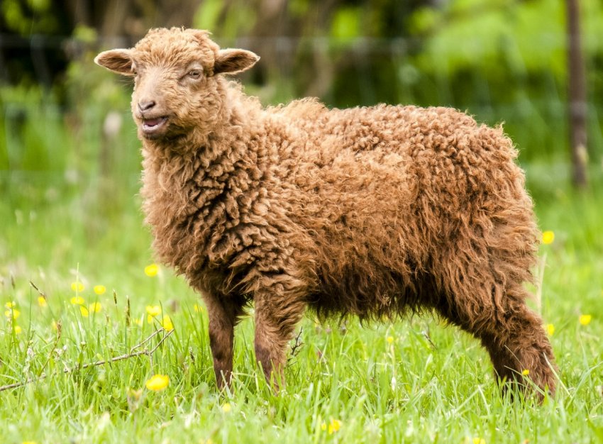 Підмосковні кози, корови і кури готуються до престижного конкурсу