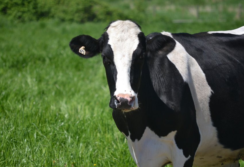 В Рязані обживаються рогаті іноземки з Німеччини, Голландії та Данії В Рязані обживаються рогаті іноземки з Німеччини, Голландії та Данії