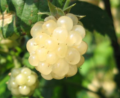 Характеристика та особливості вирощування ожини Полар Беррі (Polar Berry)