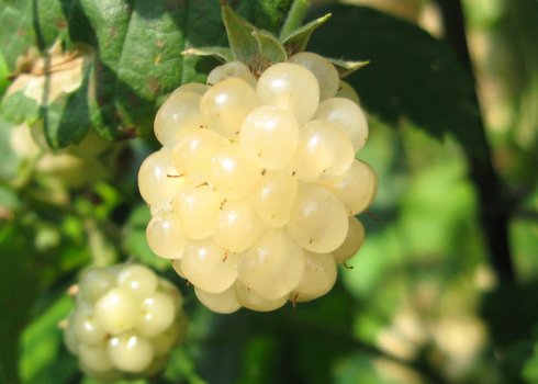 Характеристика и особенности выращивания ежевики Полар Берри (Polar Berry)