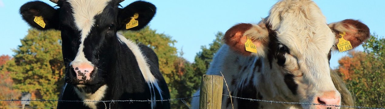 У Новій Зеландії відзначено зростання виробництва молока