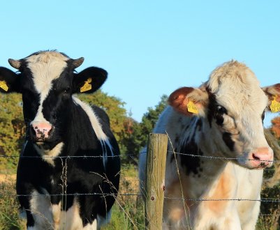 У Новій Зеландії відзначено зростання виробництва молока