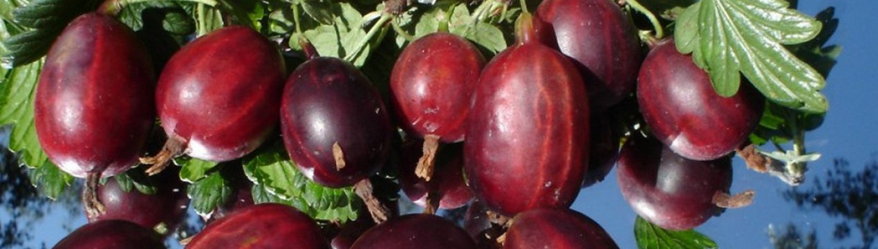 Чорносливове сорт аґрусу: характеристики, переваги і недоліки