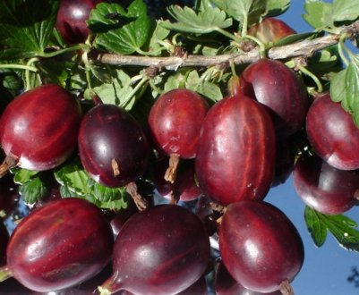 Чорносливове сорт аґрусу: характеристики, переваги і недоліки