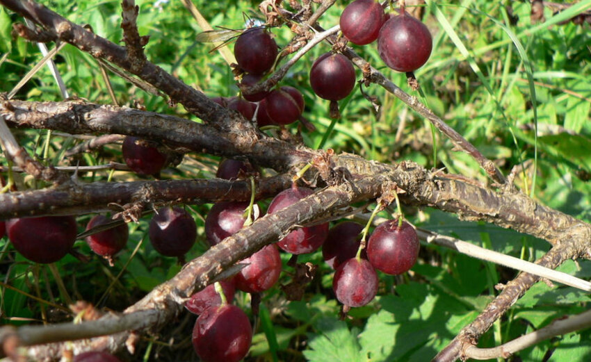 Агрус Чорносливове Агрус Чорносливове