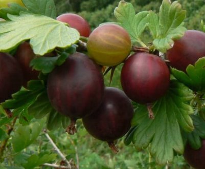 Агрус Неслуховский: характеристика, особливості вирощування і розмноження