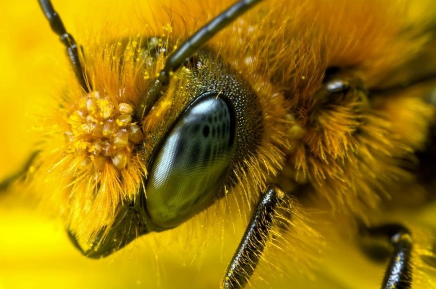 Мор бджіл добрався і до татарських вуликів Мор бджіл добрався і до татарських вуликів
