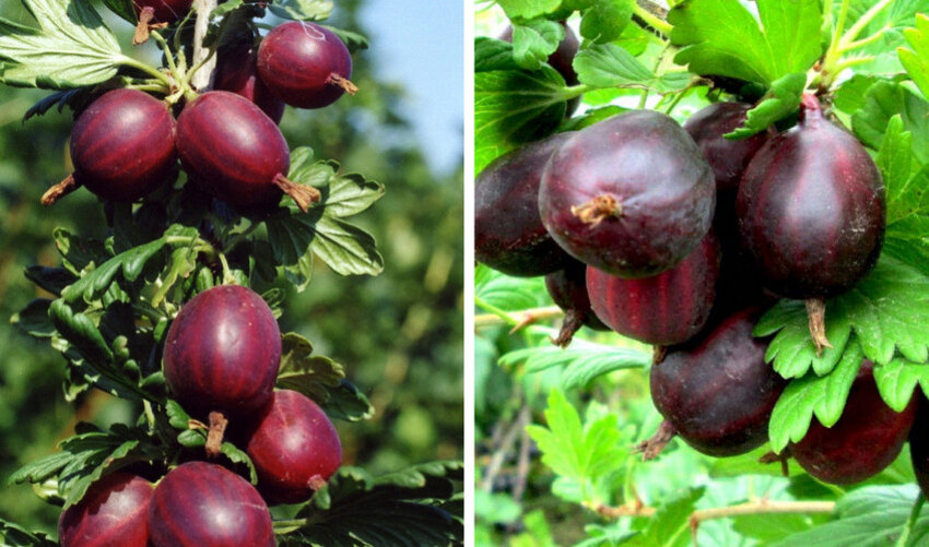 Сорт бесшипного агрусу Чорносливове Сорт бесшипного агрусу Чорносливове