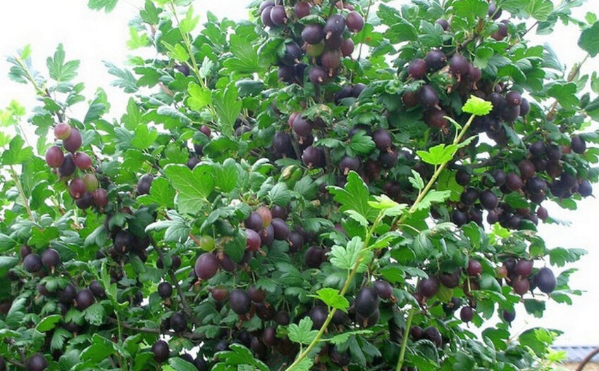 Кущ аґрусу Чорносливове Кущ аґрусу Чорносливове