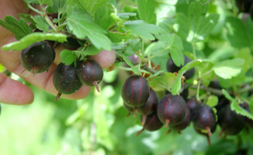 Плоди Черносливового сорти агрусу Плоди Черносливового сорти агрусу