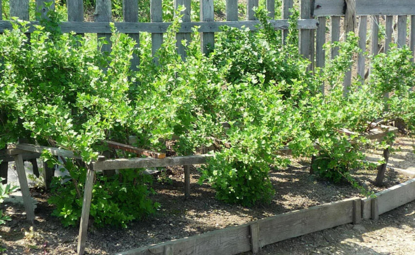 Місце для посадки агрусу Місце для посадки агрусу