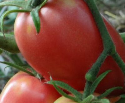 Помідори «Кенігсберг»: опис, агротехніка вирощування