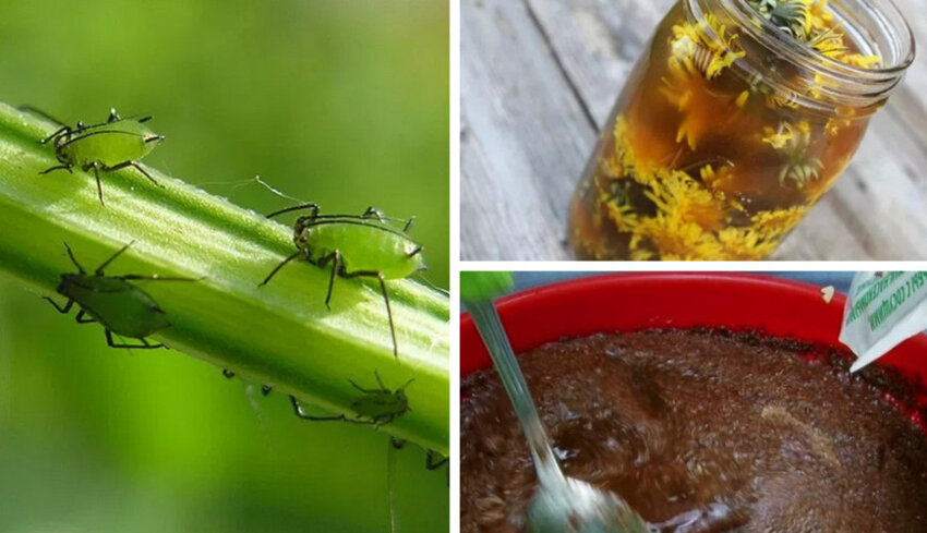 Розчин кульбаби і тютюну проти попелиці на аґрусі Розчин кульбаби і тютюну проти попелиці на аґрусі