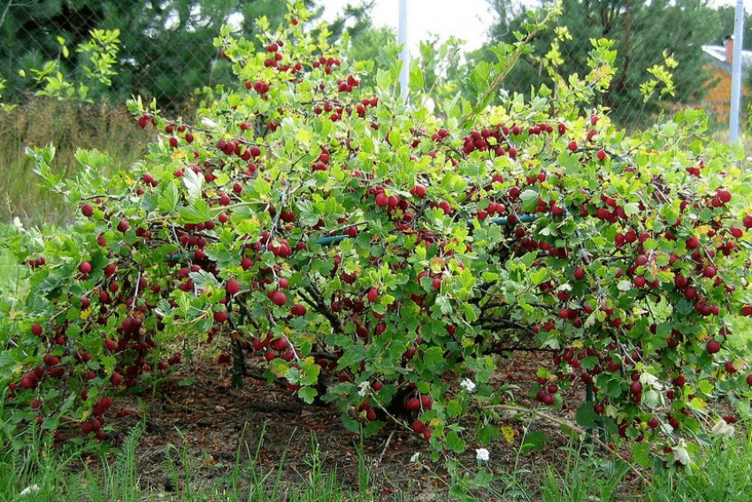Вибір місця для аґрусу