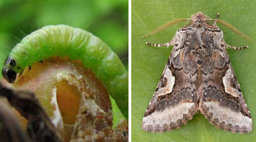 Огнівка —гусениця і метелик Огнівка —гусениця і метелик