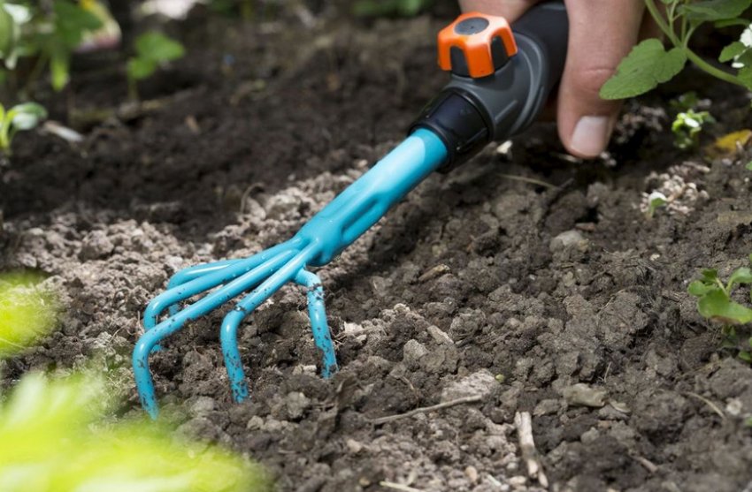 Розпушування грунту навколо агрусу