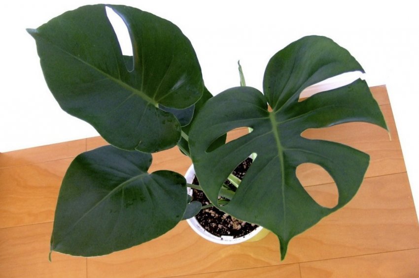 Монстера Монстера