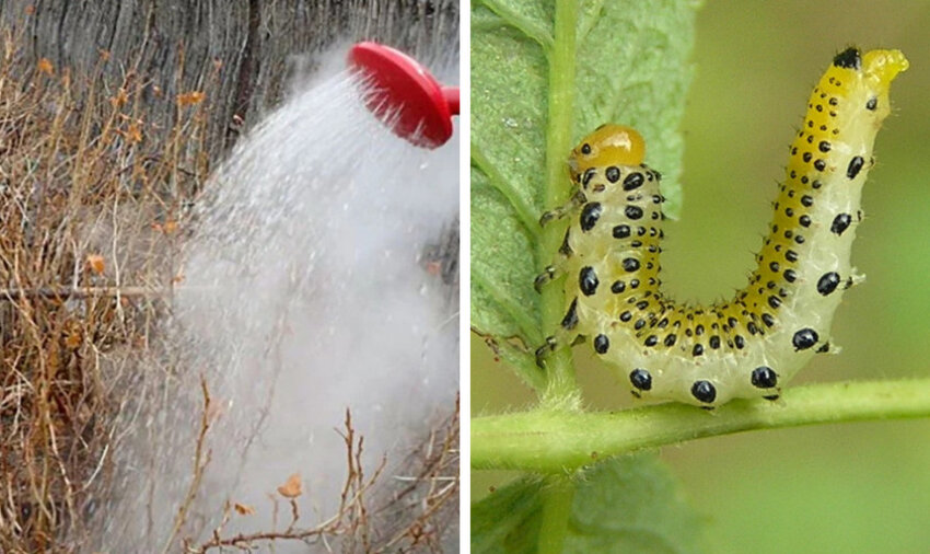 Полив окропом проти крыжовникового пильщика Полив окропом проти крыжовникового пильщика