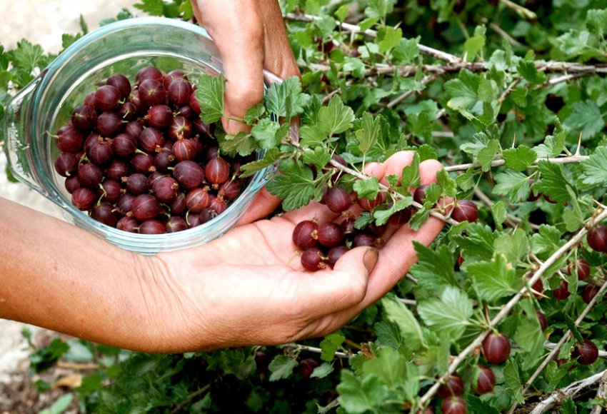 Збір агрусу