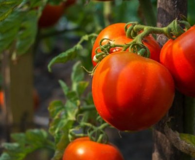 Помідори «Ведмедик клишоногий»: опис, агротехніка вирощування