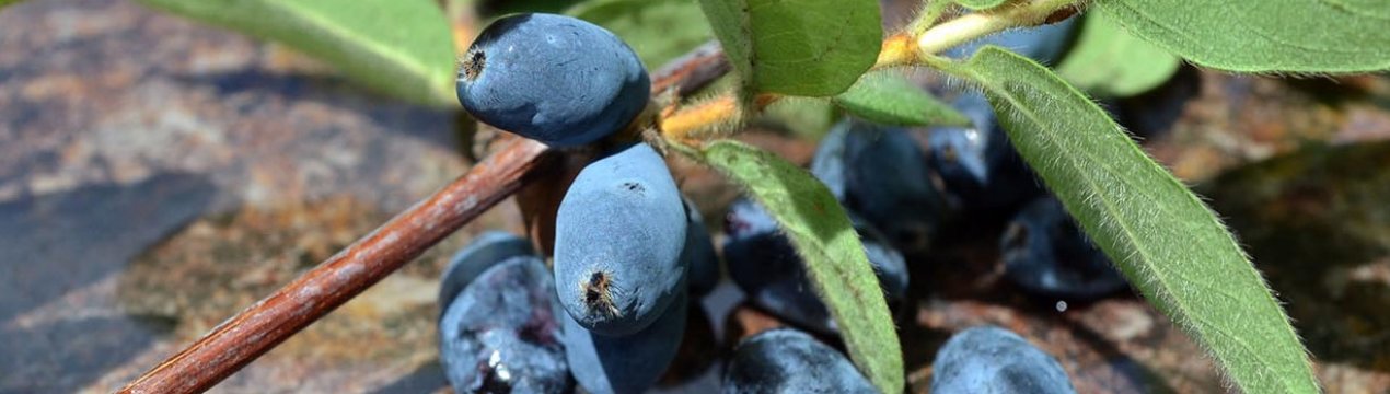 Жимолость сорти Дзвіночок: характеристика та особливості вирощування