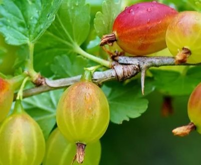 Агрус для Уралу: різновиди, який сорт вибрати