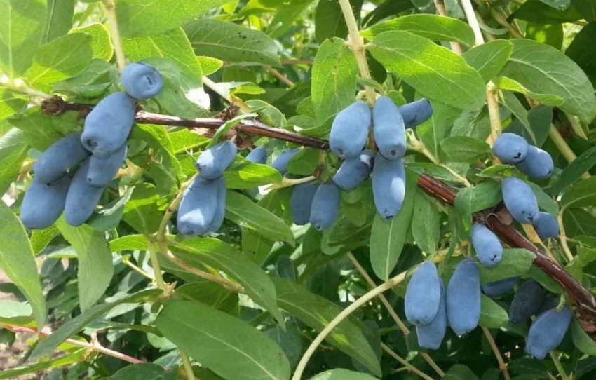 Жимолость сорти Дзвіночок Жимолость сорти Дзвіночок