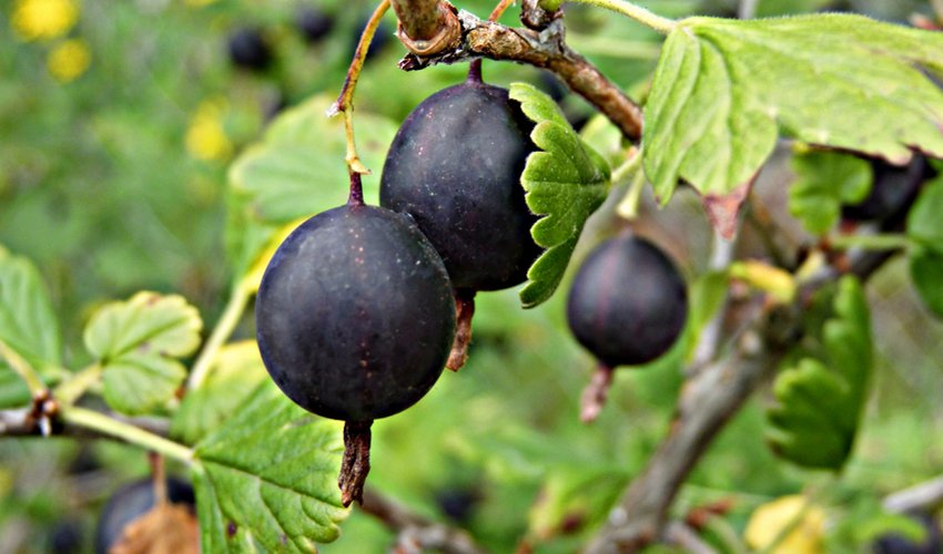 Агрус Захисник