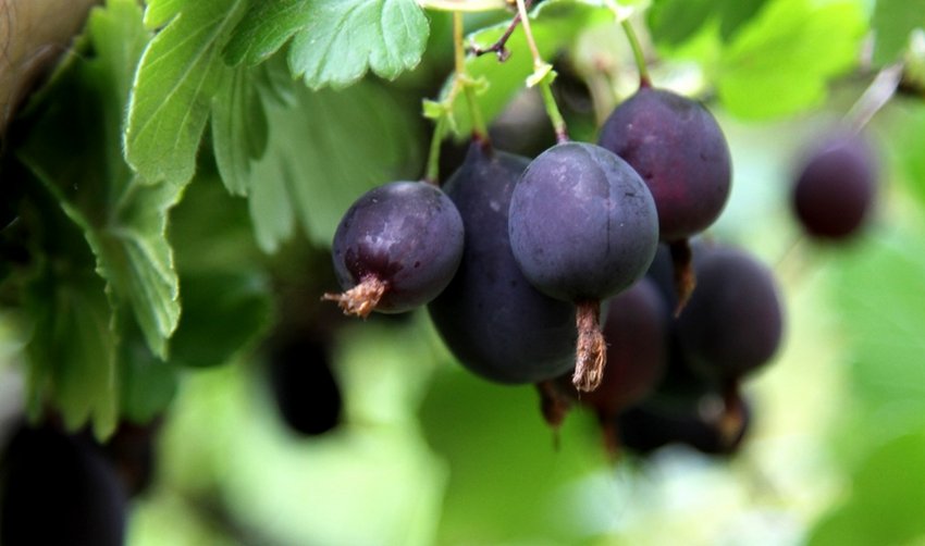 Агрус Чорносливове