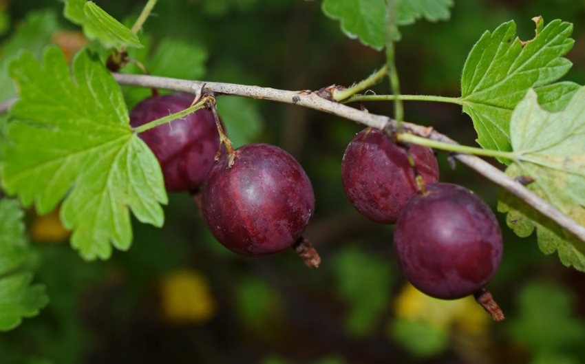 Агрус Оксамит