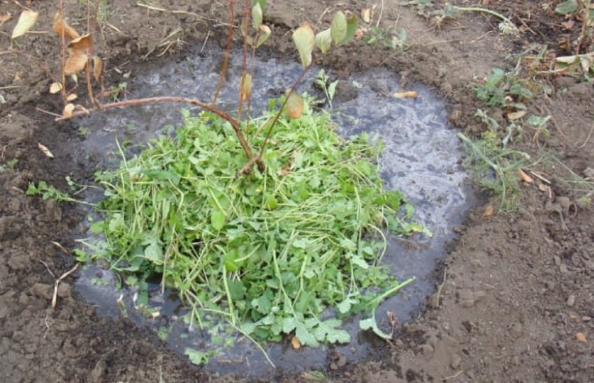 Мульчування жимолості Мульчування жимолості