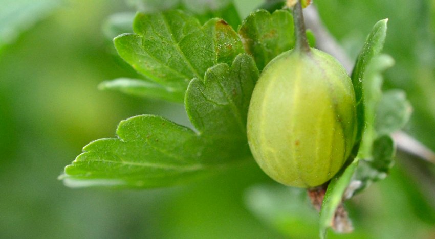 Агрус Челябінський