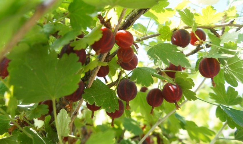 Агрус Челябінський