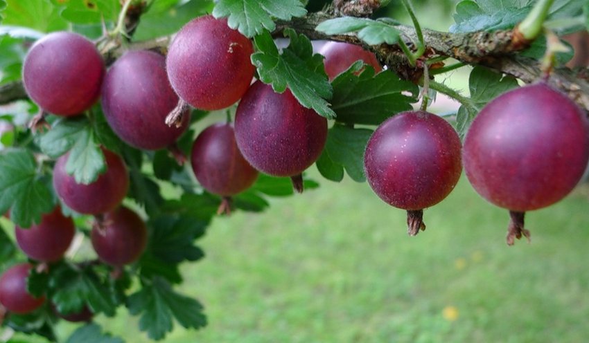 Агрус Ленінградець