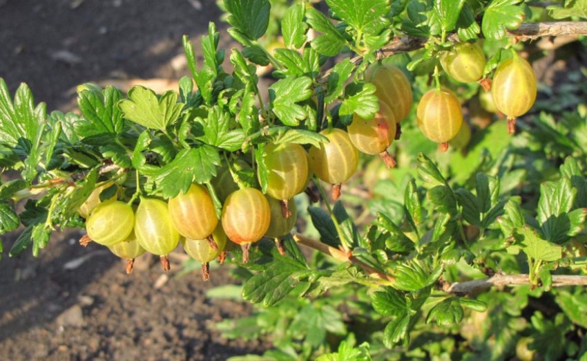 Агрус сорти Російський жовтий