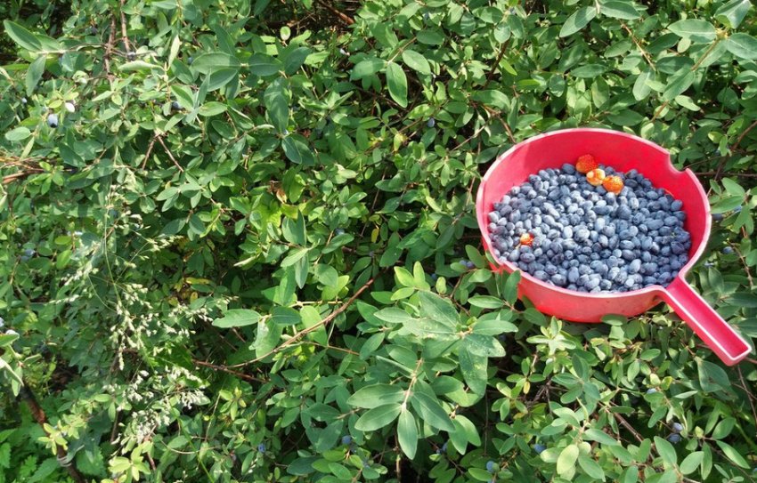 Збір врожаю жимолості Збір врожаю жимолості