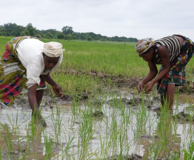 FAO підтримає 100 000 фермерських господарств в Нігерії