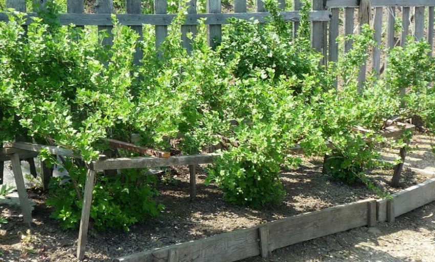 Місце для посадки агрусу