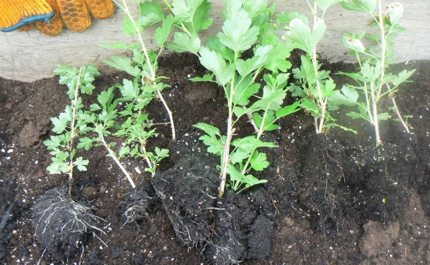 Саджанці агрусу