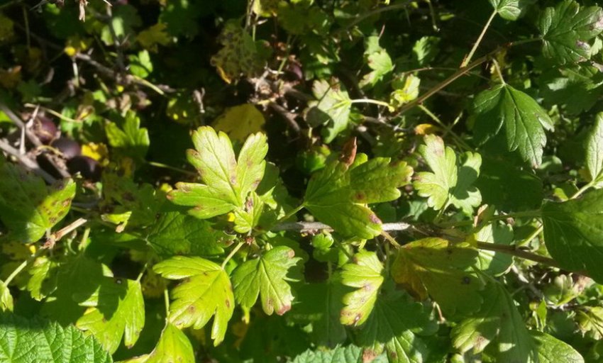 Антракноз на аґрусі