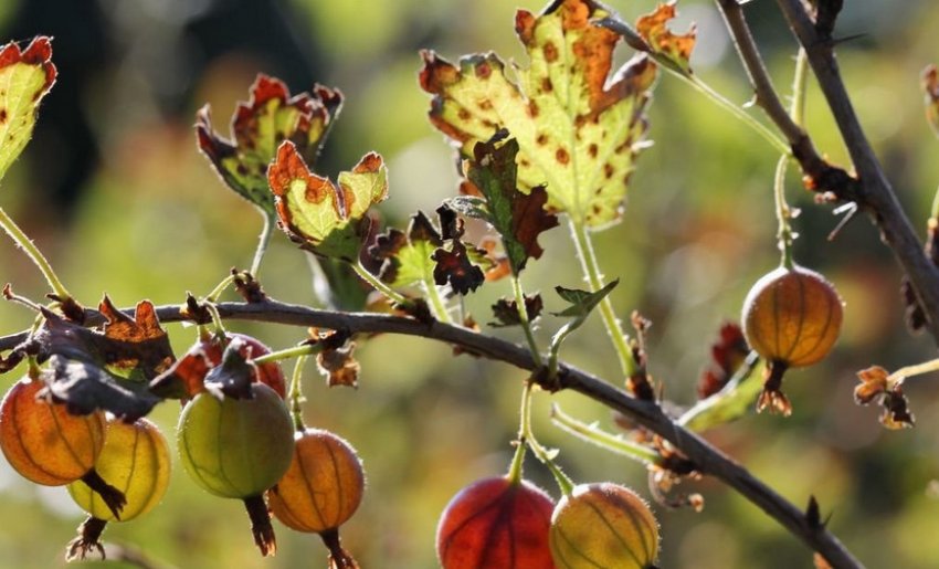 Іржа на аґрусі