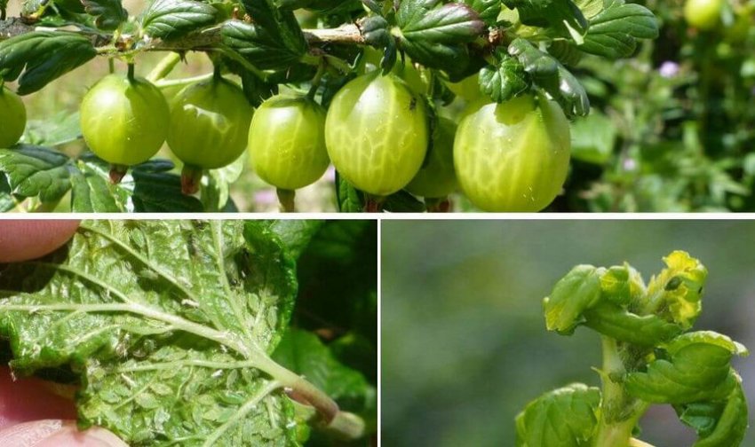 Попелиця на аґрусі