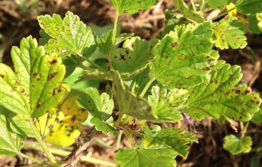 Септоріоз агрусу