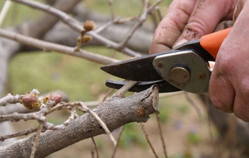 Обрізка жимолості Обрізка жимолості