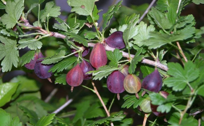 Агрус Кооператор